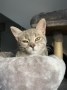 Milli (3)